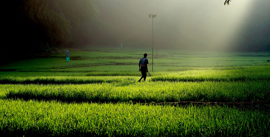 Vayal Veedu, Luxury of a diffrent kind, luxury farm villas by the woods, Muthanga