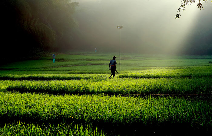 Vayal Veedu, Luxury of a diffrent kind, luxury farm villas by the woods, Muthanga