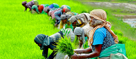 vayal veedu